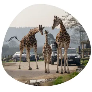 West Midland Safari Park children go free with each paying adult