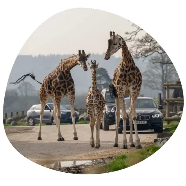 West Midland Safari Park children go free with each paying adult